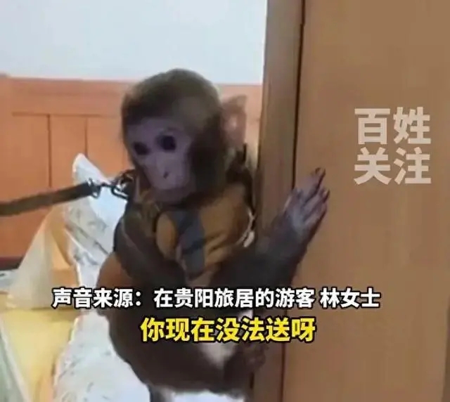 女子救下猕猴养半年 官方:涉嫌违法 希望早日归回